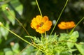 Cosmos sulphureus is a species of beautiful flowering plants, a decorative garden flower