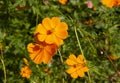 Cosmos sulphureus is a species of beautiful flowering plants, a decorative garden flower