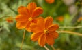 Cosmos sulphureus is a species of beautiful flowering plants, a decorative garden flower