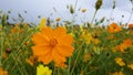 Cosmos sulphureus