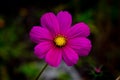 Vibrant eight-petaled magenta flower with bright yellow center