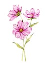 Cosmos Watercolor Illustration. Cosmos flower isolated on white. October Birth Month Flower.