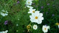 Cosmos white flower blooming on blue sky.Garden park floral landscape.nature Eco environment concept.Floral bloom beautiful Royalty Free Stock Photo