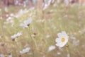 Cosmos white flower in the field Royalty Free Stock Photo