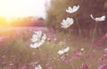 Cosmos white flower in the field Royalty Free Stock Photo