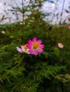 Cosmos white pink flower on nature background. Royalty Free Stock Photo