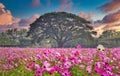 Cosmos yellow flowers in the garden with big tree at sunset. Vintage tone. Selective focus Royalty Free Stock Photo