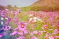 Cosmos yellow flowers in the garden at sunset. Vintage tone. Selective focus Royalty Free Stock Photo