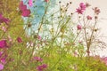 Cosmos yellow flowers in the garden at sunset. Vintage tone. Selective focus Royalty Free Stock Photo