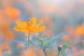 Cosmos yellow flowers in the garden. Vintage tone. Selective focus. Royalty Free Stock Photo