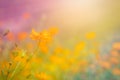 Cosmos yellow flowers in the garden. Vintage tone. Selective focus Royalty Free Stock Photo