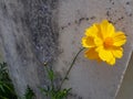 Cosmos yellowflower pollen