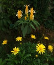 Cosmos and Yelow Kalanchoe