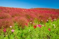 Cosmoses field and kochias hill in autumn season at Hitachi seaside park Royalty Free Stock Photo