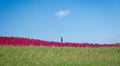 Cosmoses field and kochias hill in autumn season at Hitachi seaside park Royalty Free Stock Photo