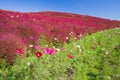 Cosmoses field and kochias hill in autumn season at Hitachi seaside park Royalty Free Stock Photo