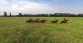 Cossacks on horses Royalty Free Stock Photo