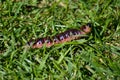 Cossus cossus caterpillar Royalty Free Stock Photo