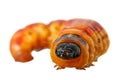 Cossus caterpillar en face Royalty Free Stock Photo