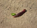 Cossus cossus. 120mm butterfly caterpillar Royalty Free Stock Photo