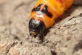 Cossus moth pest caterpillar head Royalty Free Stock Photo