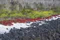 Cost vegetation with Galapagos carpetweed Sesuvium edmonstonei, Royalty Free Stock Photo