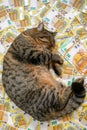 cost of veterinary services in EU countries. Sleeping Striped cat with a pack of euros on euro banknotes background.The