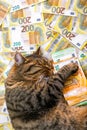 cost of veterinary services for pets. Sleeping Striped cat with a pack of euros on euro banknotes background.The cost of