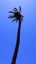 Costa Blanca palm tree