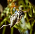 Costa Hummingbird