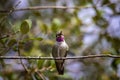 Costa hummingbird resting on a tree branch