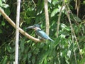 Costa Rica Amazon Kingfisher On Branch Tree Green Pretty Nature Wildlife Plant Forest Leaf Animals