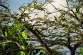 Costa Rica Bananaquit Yellow Bellied Bird