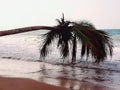 Costa Rica beautiful Palm over the ocean