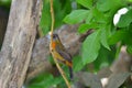 Costa Rica Birds