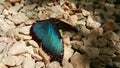 Costa Rica Blue Butterfly