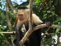 Costa Rica Capuchin Monkey Angry Stare Funny Animal Cute Tree Nature Wildlife Green Rainforest