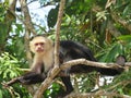 Costa Rica Capuchin Monkey Animal Cute Tree Nature Wildlife Green Rainforest