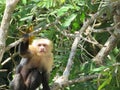 Costa Rica Capuchin Monkey Animal Cute Tree Nature Wildlife Green Rainforest