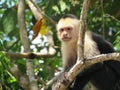 Costa Rica Capuchin Monkey Animal Cute Tree Nature Wildlife Green Rainforest