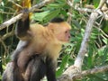 Costa Rica Capuchin Monkey Animal Cute Tree Nature Wildlife Green Rainforest