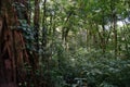 Costa Rica cloud forest vegetation