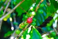 Costa Rica Coffee Berries