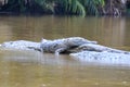 Costa Rica Crocodile resting