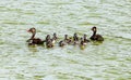 Costa Rica duck with chicks, swimming in lake during sumer Royalty Free Stock Photo
