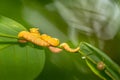 Schlegel`s viper on a branch in Cahuita National Park, Costa Rica