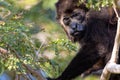 Costa Rica Howler Monkey