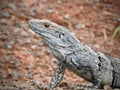 Costa Rica Iguana rainy season Royalty Free Stock Photo