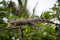 Costa Rica, Iguana Royalty Free Stock Photo