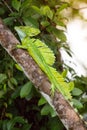 Costa Rica, Iguana Royalty Free Stock Photo